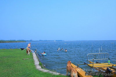 国庆带狗狗合适去哪玩,国庆狗狗出去浪
