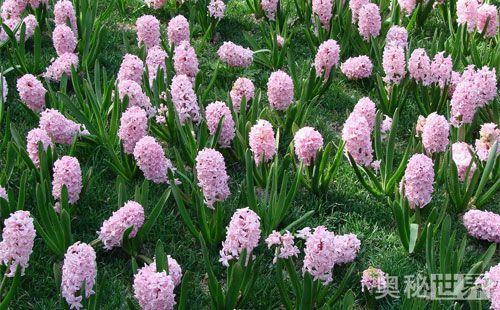 风信子水培开完花后处理流程,水培风信子开花后种球怎么处理