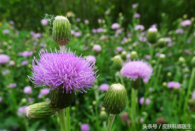 野生刺菜能治什么病,大刺菜的野菜治什么病