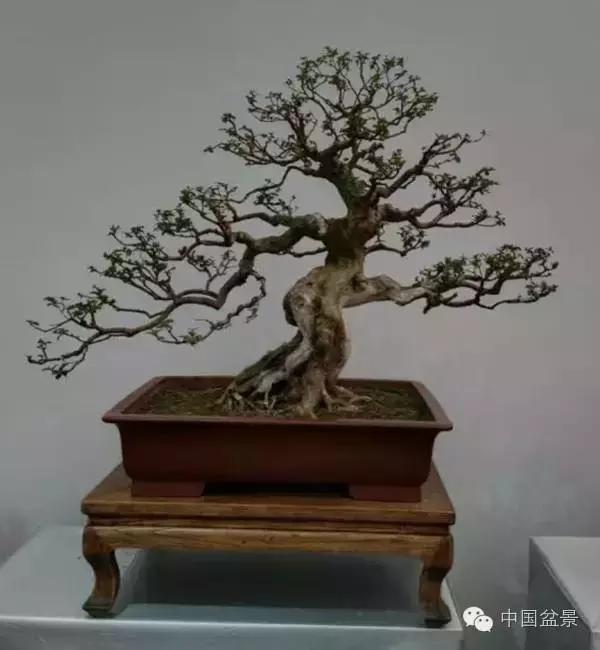 红子刺树桩盆景大全,曲杆式树桩盆景图片