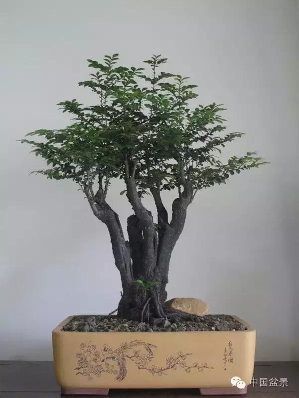 红子刺树桩盆景大全,曲杆式树桩盆景图片