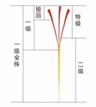 花草之精灵——此西红花，非彼红花
