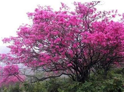 大别山中大金寨，这23个乡镇貌美如花，十一你不来？