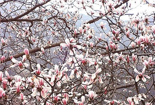 大别山中大金寨，这23个乡镇貌美如花，十一你不来？