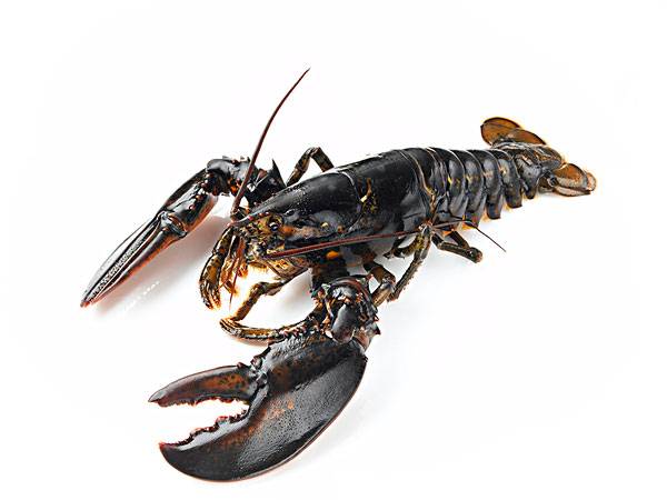 吃货科普小龙虾,360度无死角吃货