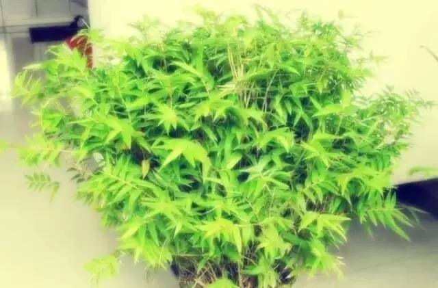 马云称：这是中国独有智慧，比任何材质更具风韵气质-竹，风