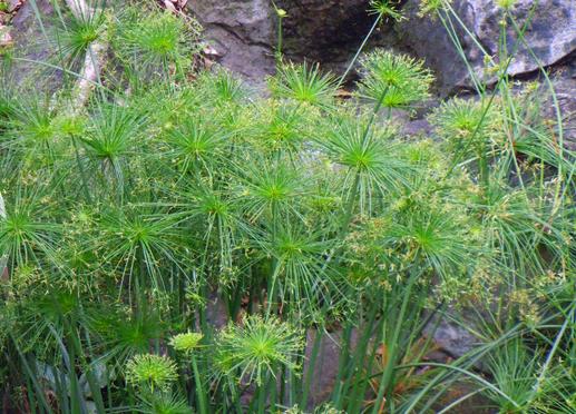 路边的花草也能治愈生活,路边的花能够带回家种吗