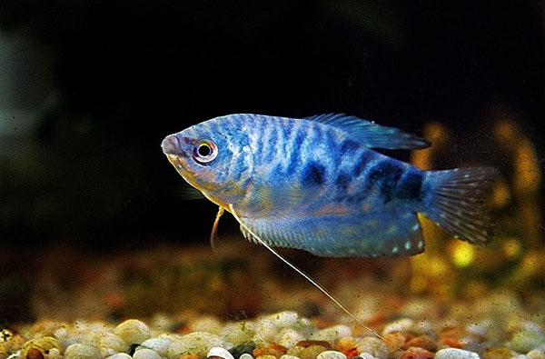 热带小型观赏鱼曼龙鱼一天喂几次,曼龙鱼能够和热带小鱼一起养么