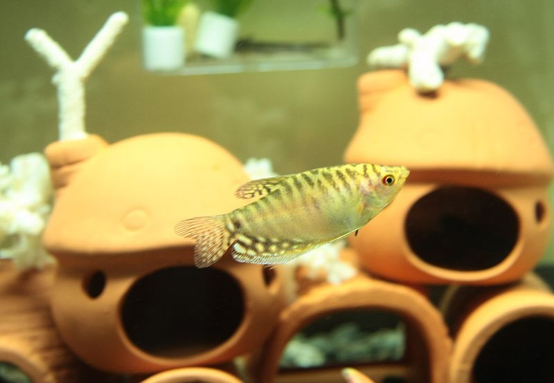 热带小型观赏鱼曼龙鱼一天喂几次,曼龙鱼能够和热带小鱼一起养么