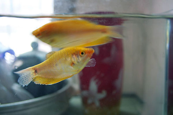 热带小型观赏鱼曼龙鱼一天喂几次,曼龙鱼能够和热带小鱼一起养么