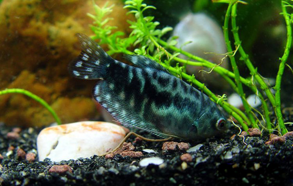 热带小型观赏鱼曼龙鱼一天喂几次,曼龙鱼能够和热带小鱼一起养么