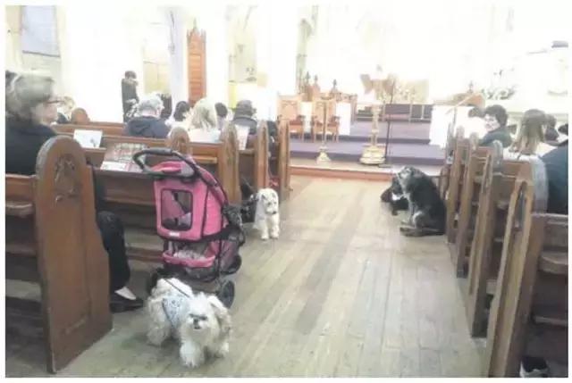 新西兰对动物都很友好吗,新西兰对待动物