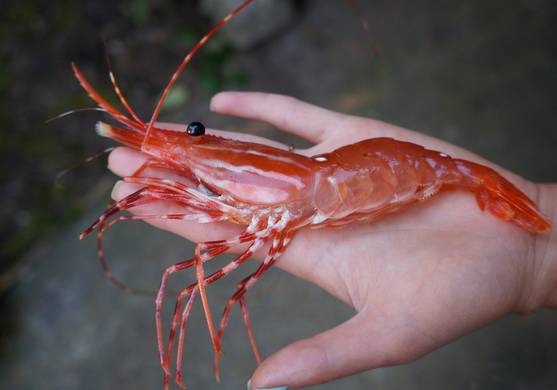 吃货科普小龙虾,360度无死角吃货