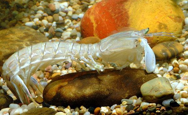 吃货科普小龙虾,360度无死角吃货