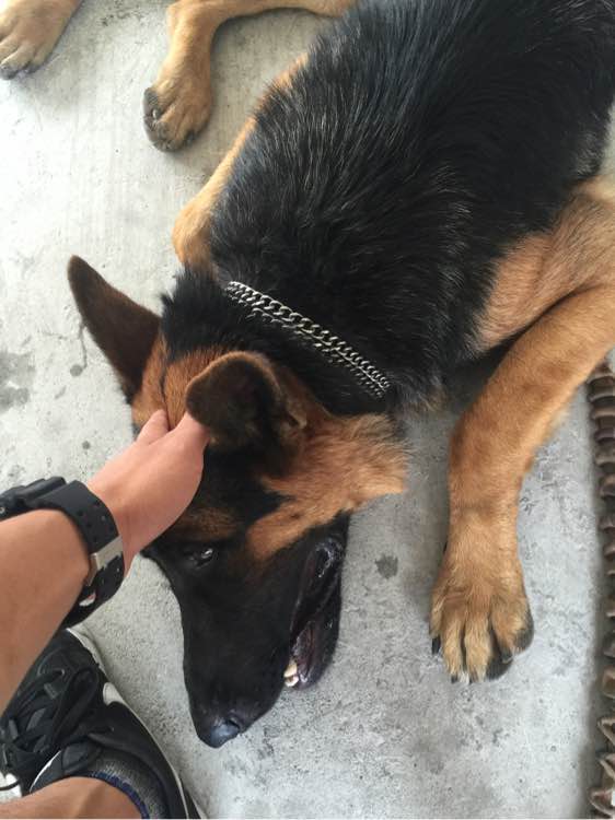 德牧吃饭太冲动怎么办,德牧拉肚子不吃饭怎么办