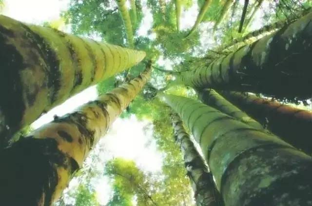 马云称：这是中国独有智慧，比任何材质更具风韵气质-竹，风