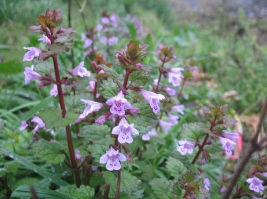 路边的花草也能治愈生活,路边的花能够带回家种吗