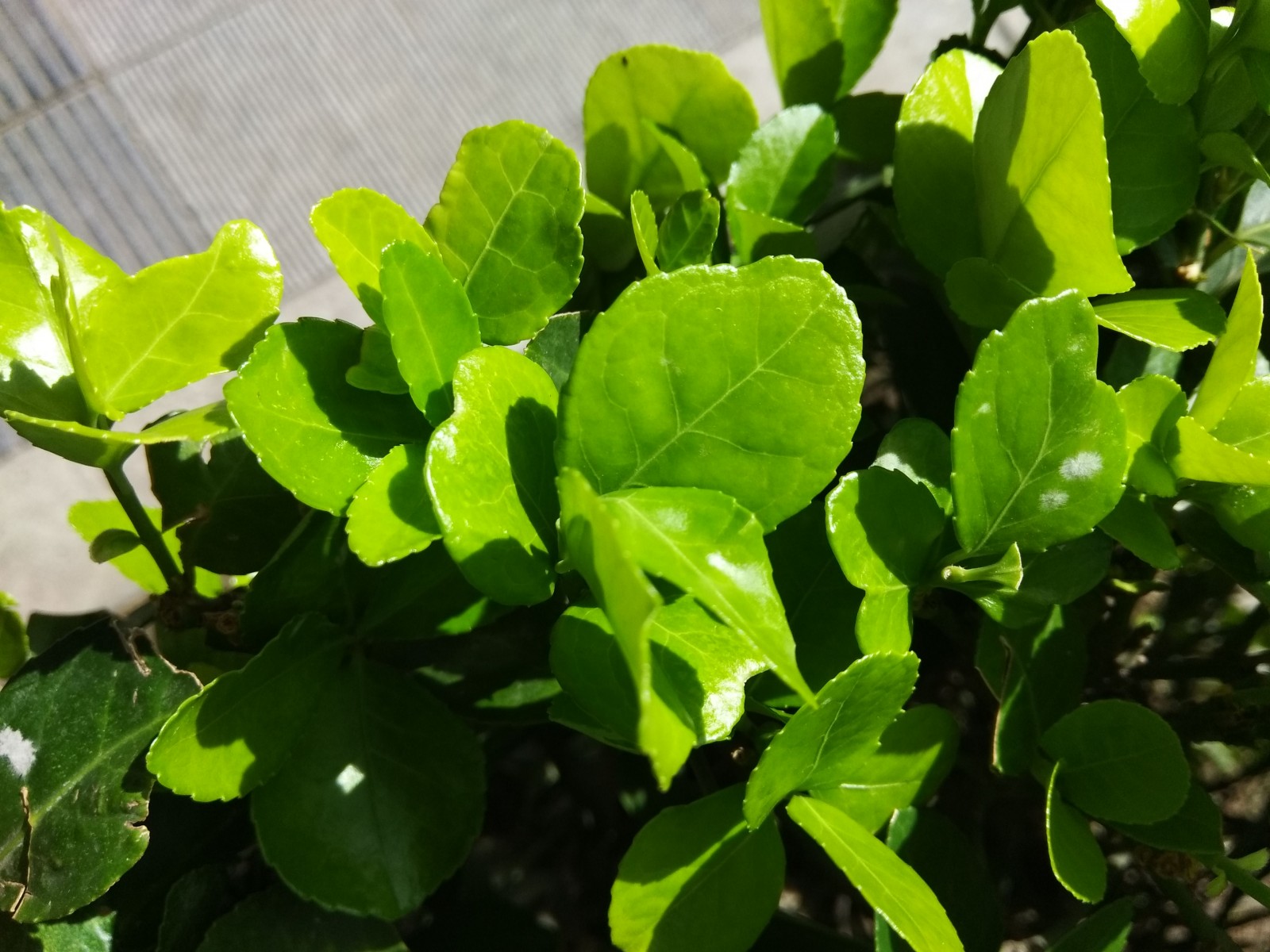 酷派cool1怎么样,酷派cool1dual点评