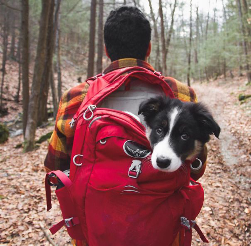 国庆带狗狗合适去哪玩,国庆狗狗出去浪