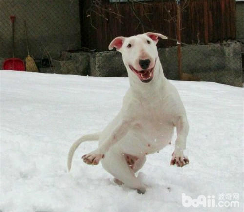 狗狗毛发日常养护,哪种小体狗狗毛好打理些