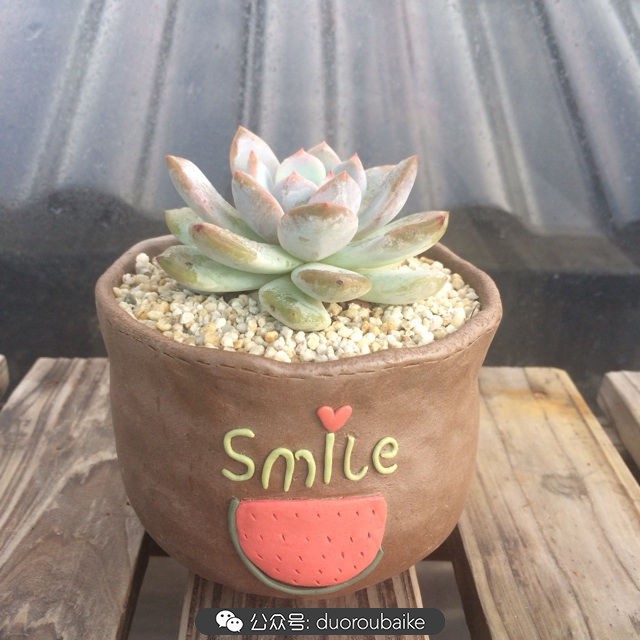 多肉植物新手养护指南最新,多肉植物养护的基础知识