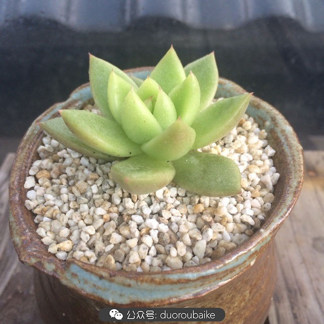 多肉植物新手养护指南最新,多肉植物养护的基础知识