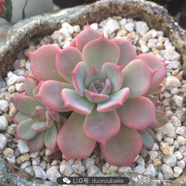 多肉植物新手养护指南最新,多肉植物养护的基础知识