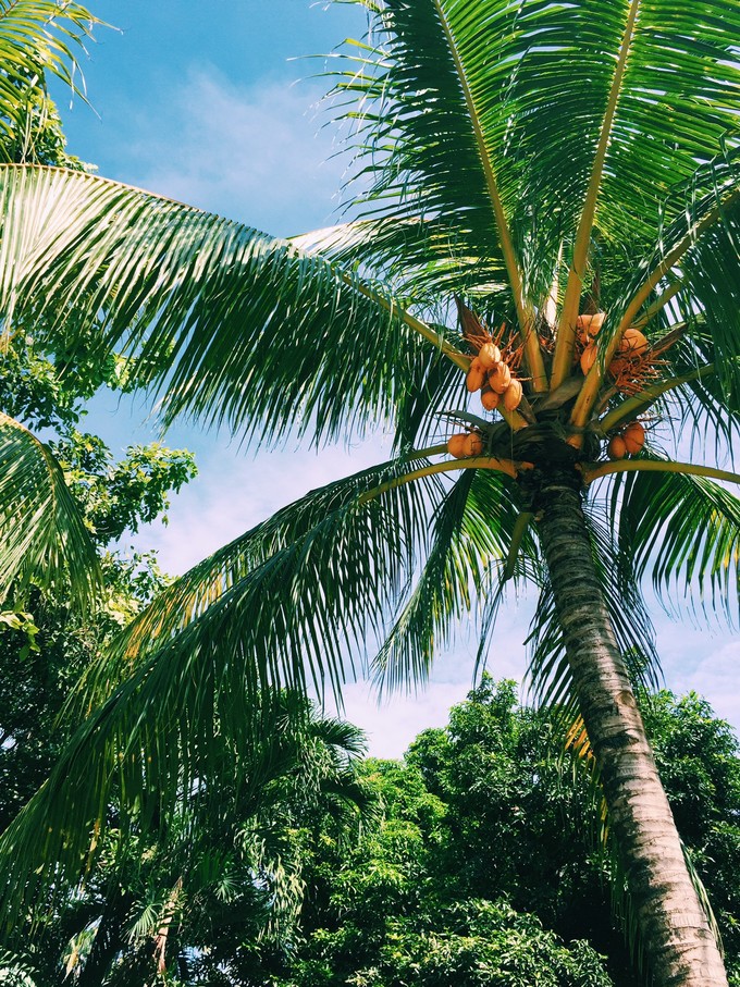 菲律宾潜水攻略 (菲律宾潜水游记)