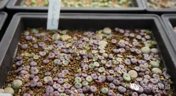 边走边看日本番杏之王DTさん多肉大棚