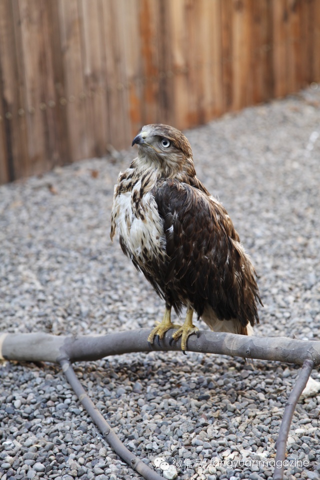 猛禽行程,400多万猛禽