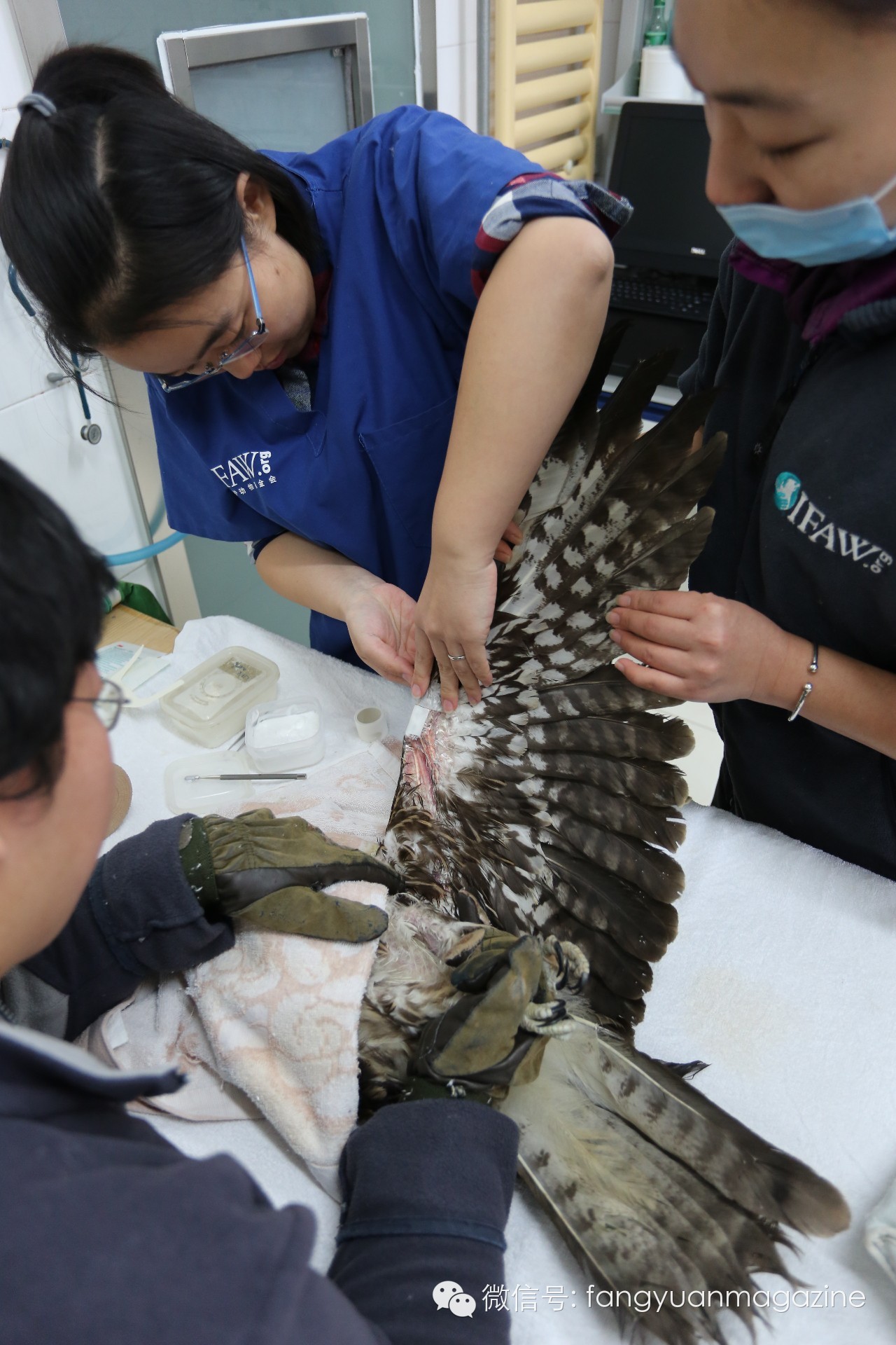 猛禽行程,400多万猛禽