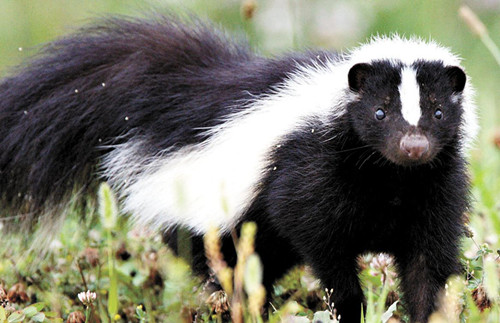 美加州华人住宅屡遭臭鼬入侵行家支招“除臭”