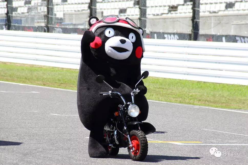 熊本熊发展历程,为什么是熊本熊