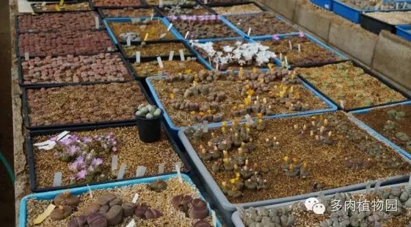 边走边看日本番杏之王DTさん多肉大棚