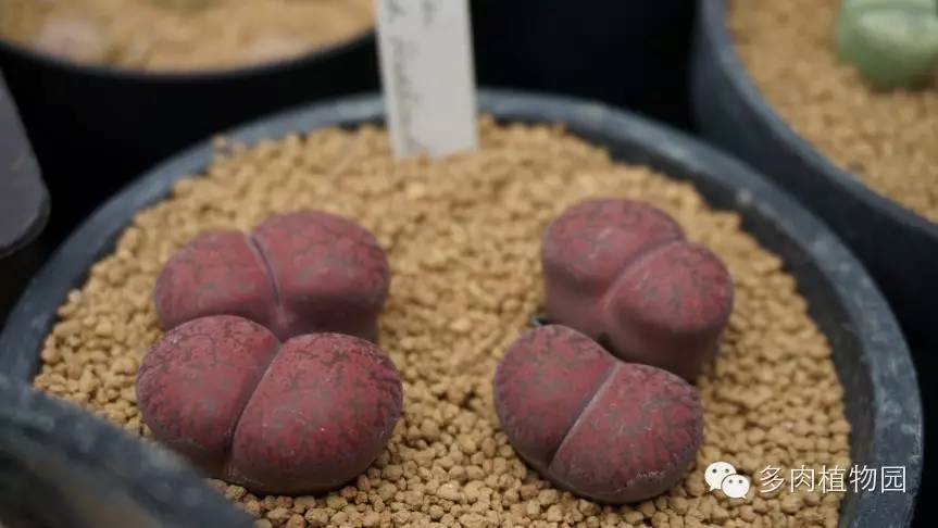 边走边看日本番杏之王DTさん多肉大棚