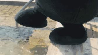 熊本熊发展历程,为什么是熊本熊