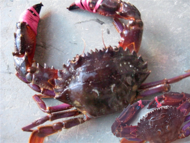 帝王蟹和海王蟹哪个更厉害,春节帝王蟹和波龙哪个更值得吃