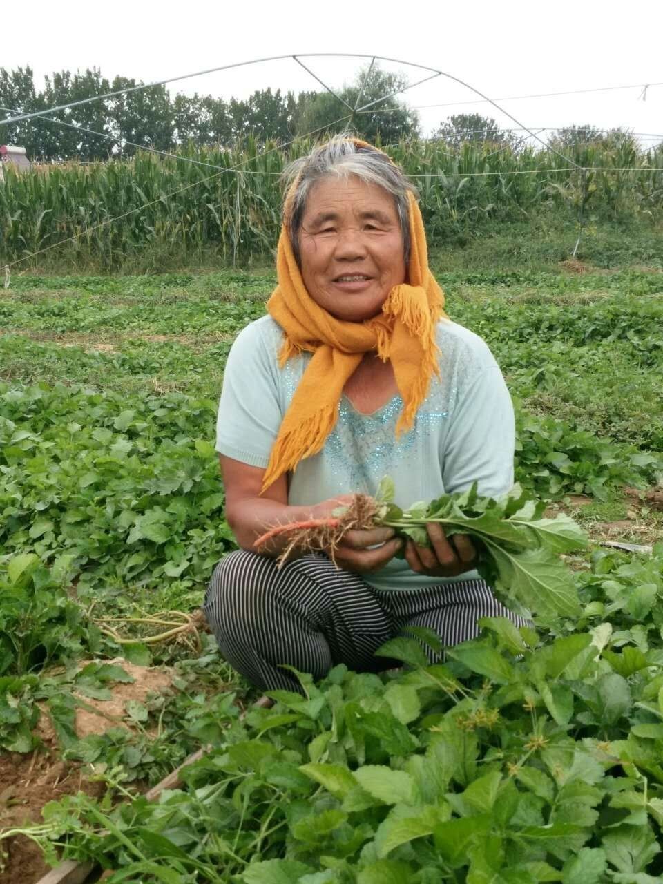 闲置土地种植药材,闲置荒地中草药种植