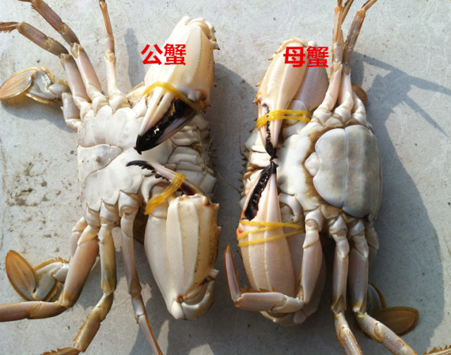 帝王蟹和海王蟹哪个更厉害,春节帝王蟹和波龙哪个更值得吃