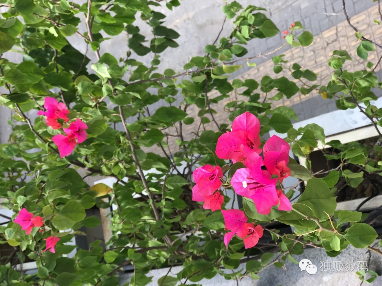 iphonexsmax拍照景深,苹果手机拍照景深效果怎么调