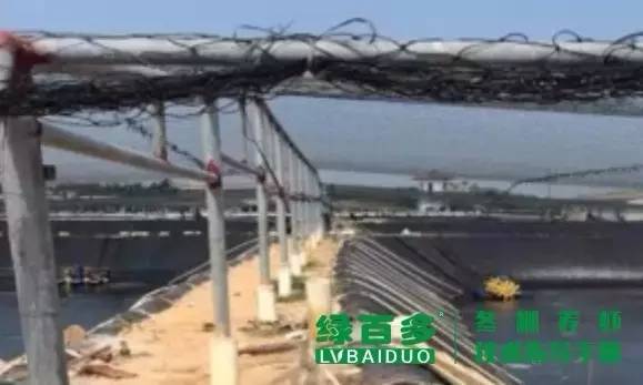 珠三角目前是冬棚虾养殖要害时期,掌握这几点冬棚养虾才能告捷