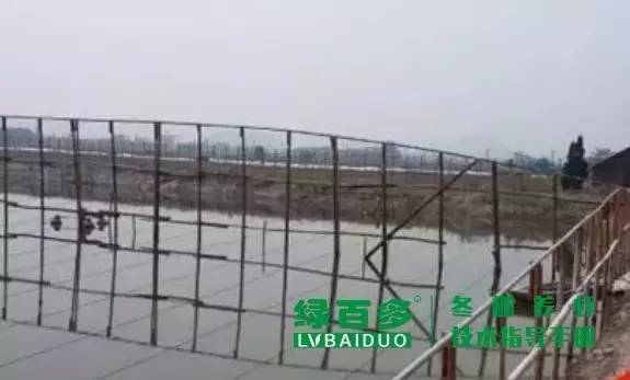 珠三角目前是冬棚虾养殖要害时期,掌握这几点冬棚养虾才能告捷