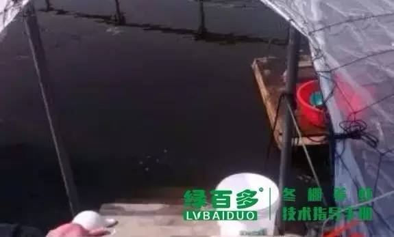 珠三角目前是冬棚虾养殖要害时期,掌握这几点冬棚养虾才能告捷