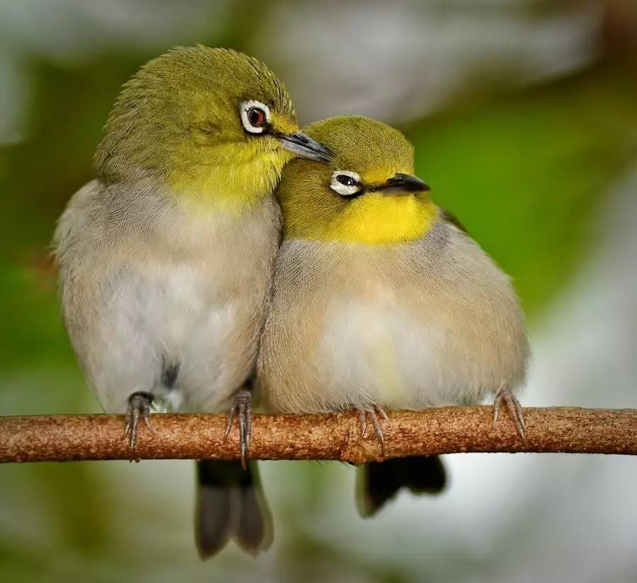 没想到你是这样的神狐小七！《青云志》灵（萌）兽（宠）大合集