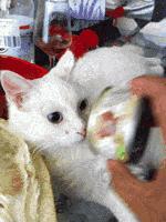 我伙呆!开着开着就饿了!两货车停高速应急车道,4人下车做饭...