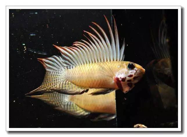 南美短鲷繁殖后注意事项,南美短鲷组缸怎么养