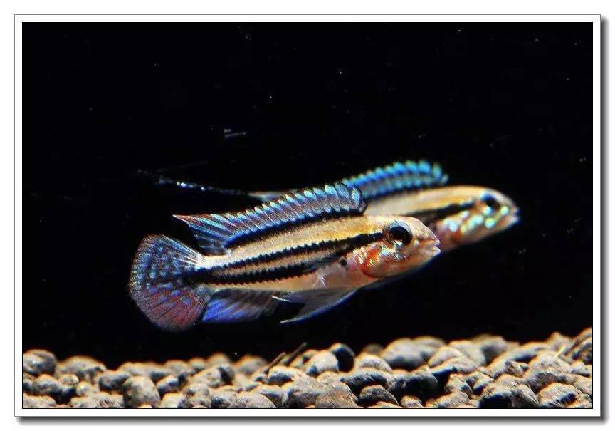 南美短鲷繁殖后注意事项,南美短鲷组缸怎么养