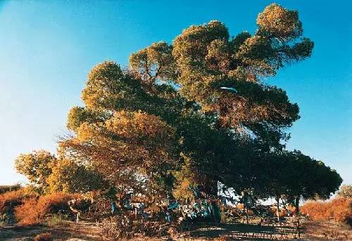 国庆特别策划②乐游·邂逅深秋醉美的内蒙古