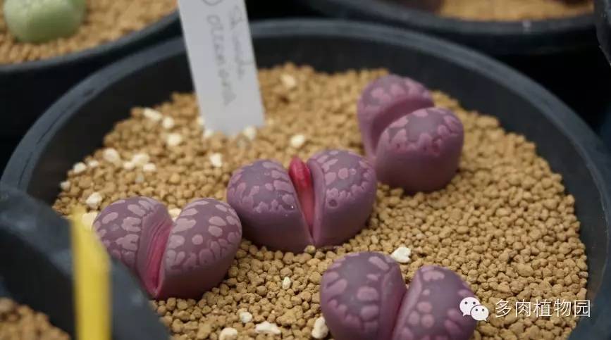 边走边看日本番杏之王DTさん多肉大棚