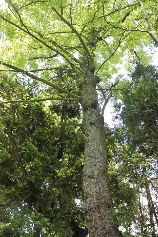 常山最好玩的是哪里,浙江常山最美景点